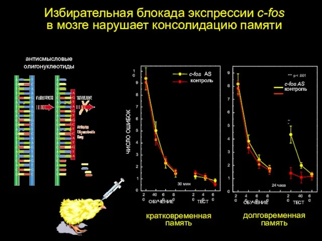 Избирательная блокада экспрессии c-fos в мозге нарушает консолидацию памяти