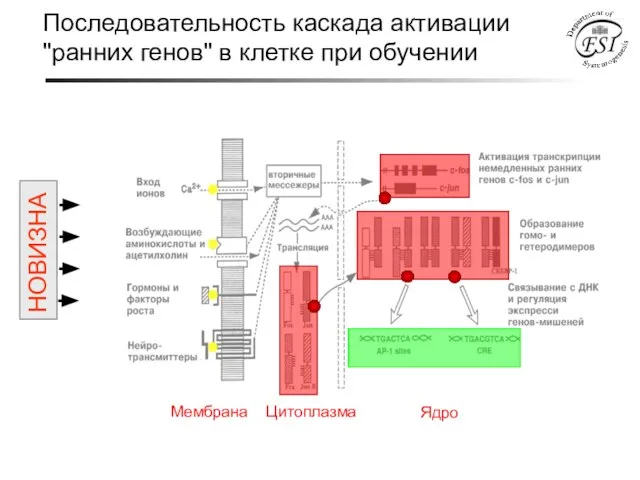 Последовательность каскада активации "ранних генов" в клетке при обучении