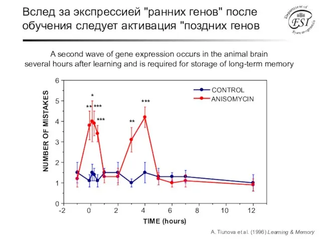 A second wave of gene expression occurs in the animal brain several