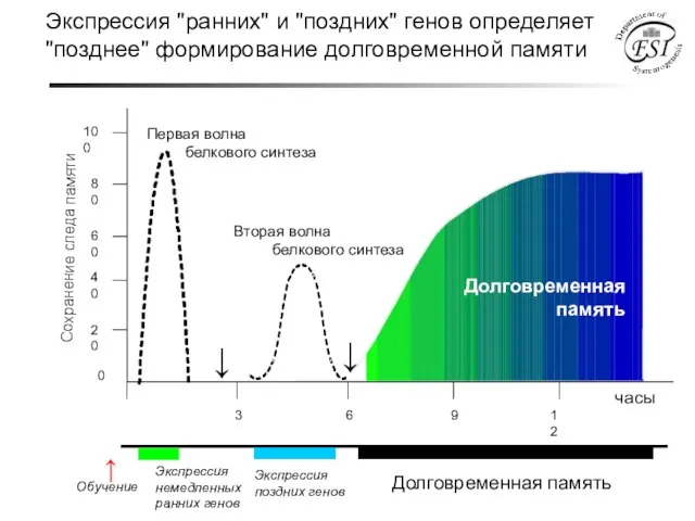 Обучение Экспрессия немедленных ранних генов Экспрессия поздних генов Долговременная память Экспрессия "ранних"