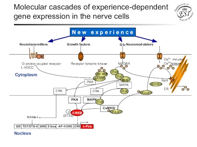 Molecular cascades of experience-dependent gene expression in the nerve cells G-protein coupled