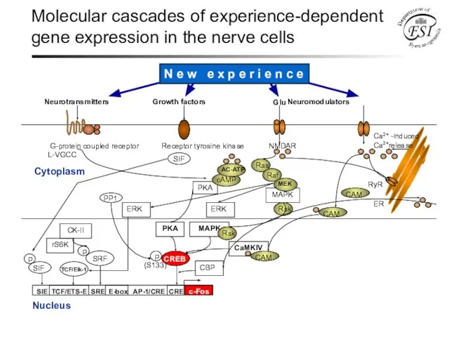 Molecular cascades of experience-dependent gene expression in the nerve cells Cytoplasm Nucleus