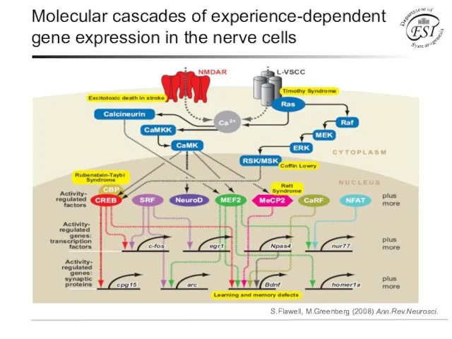 Molecular cascades of experience-dependent gene expression in the nerve cells S.Flawell, M.Greenberg (2008) Ann.Rev.Neurosci.