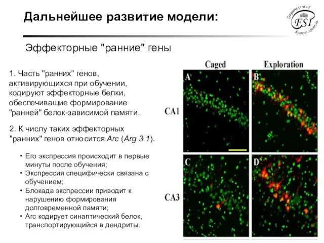 Дальнейшее развитие модели: Эффекторные "ранние" гены 1. Часть "ранних" генов, активирующихся при