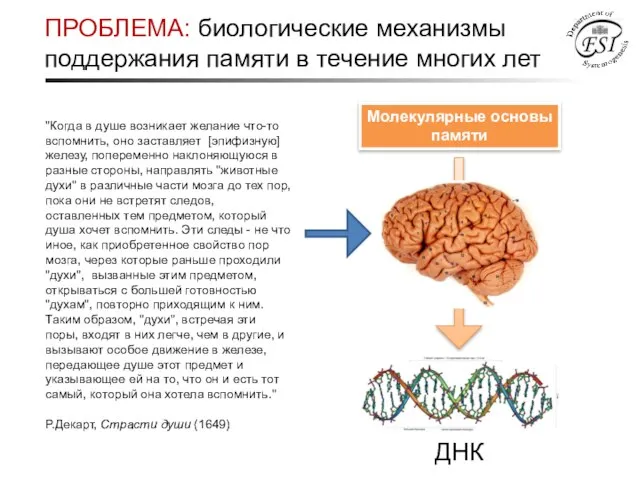 ПРОБЛЕМА: биологические механизмы поддержания памяти в течение многих лет Молекулярные основы памяти