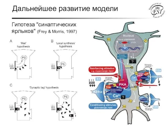 Дальнейшее развитие модели Гипотеза "синаптических ярлыков" (Frey & Morris, 1997)