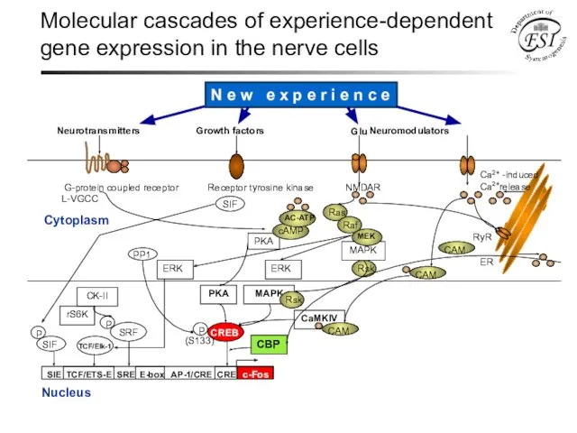 Molecular cascades of experience-dependent gene expression in the nerve cells Cytoplasm Nucleus