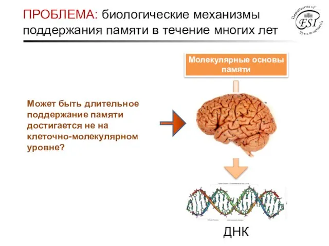 ПРОБЛЕМА: биологические механизмы поддержания памяти в течение многих лет