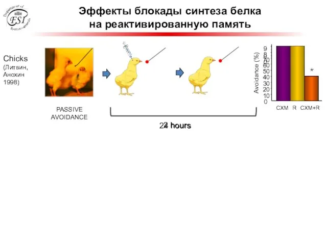 Эффекты блокады синтеза белка на реактивированную память Chicks (Литвин, Анохин 1998) PASSIVE