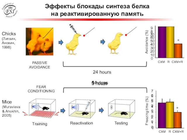 Эффекты блокады синтеза белка на реактивированную память Mice (Muravieva & Anokhin, 2005)