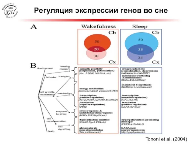 Регуляция экспрессии генов во сне Tononi et al. (2004)