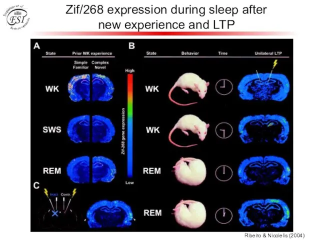 Zif/268 expression during sleep after new experience and LTP Ribeiro & Nicolelis (2004)