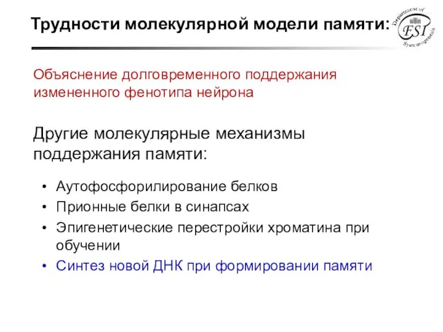 Объяснение долговременного поддержания измененного фенотипа нейрона Другие молекулярные механизмы поддержания памяти: Аутофосфорилирование