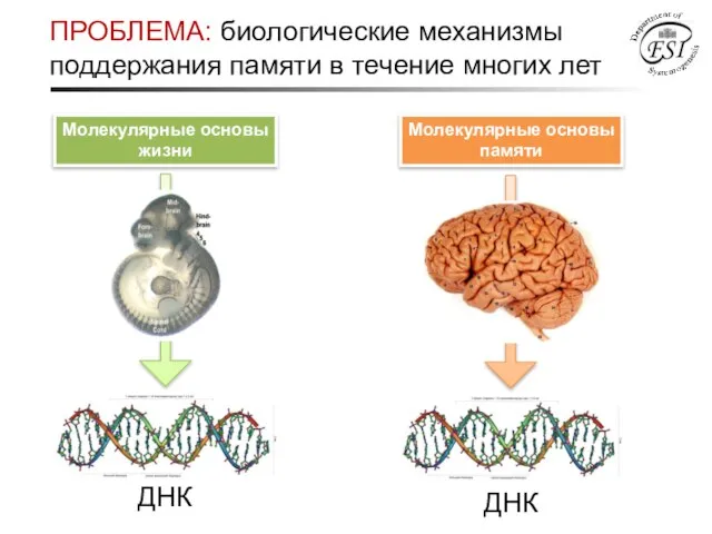 ПРОБЛЕМА: биологические механизмы поддержания памяти в течение многих лет