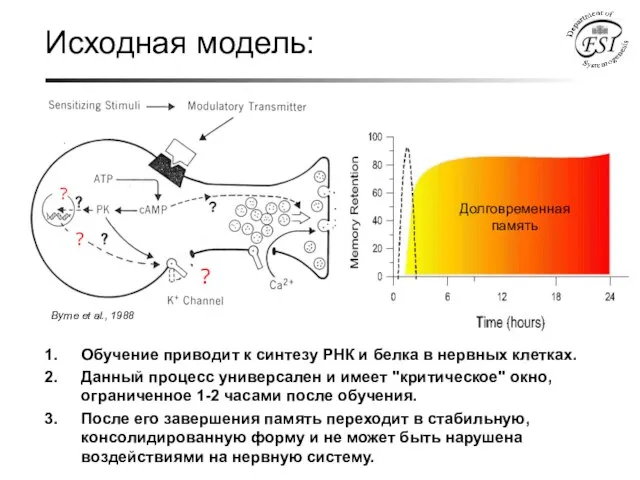 Исходная модель: Byrne et al., 1988 Какие гены вовлечены в формирование памяти?