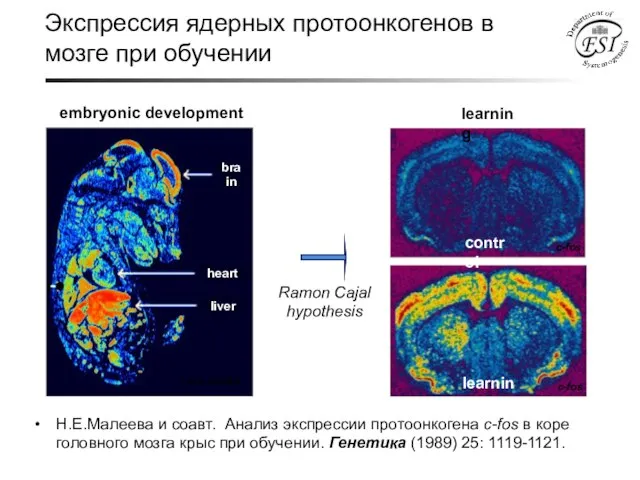 Экспрессия ядерных протоонкогенов в мозге при обучении Н.Е.Малеева и соавт. Анализ экспрессии