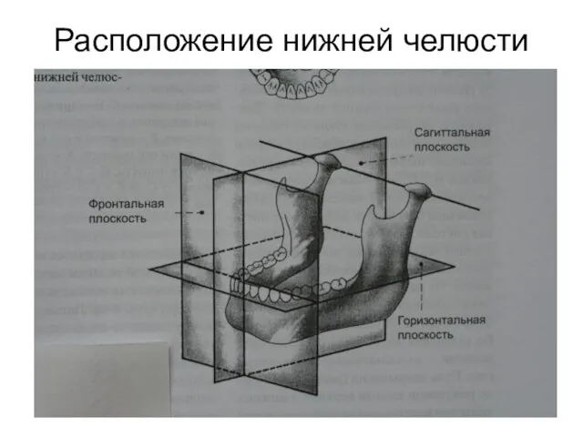 Расположение нижней челюсти