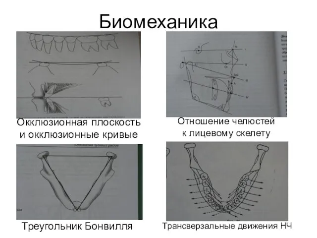 Биомеханика Треугольник Бонвилля Трансверзальные движения НЧ Окклюзионная плоскость и окклюзионные кривые Отношение челюстей к лицевому скелету