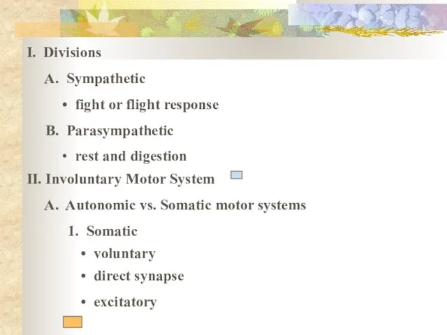I. Divisions A. Sympathetic fight or flight response B. Parasympathetic rest and