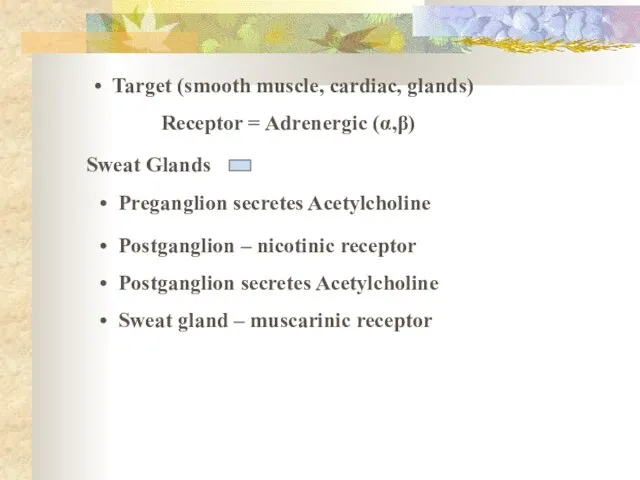 Target (smooth muscle, cardiac, glands) Receptor = Adrenergic (α,β) Sweat Glands Preganglion