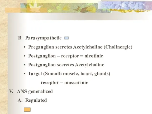 B. Parasympathetic Preganglion secretes Acetylcholine (Cholinergic) Postganglion – receptor = nicotinic Postganglion