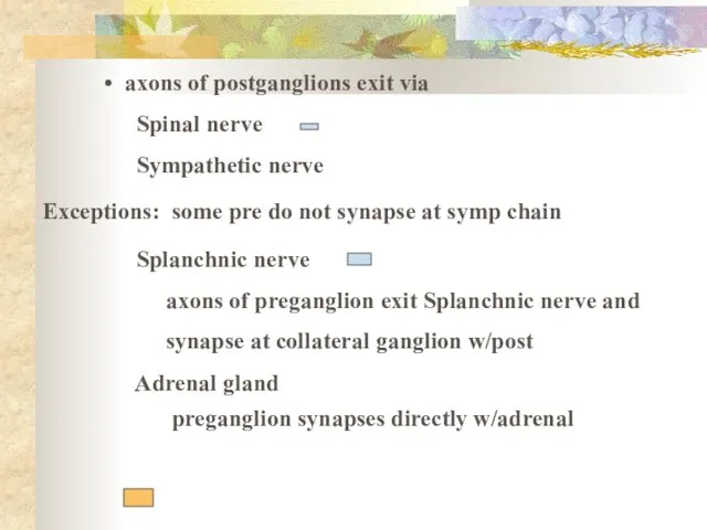 axons of postganglions exit via Spinal nerve Sympathetic nerve Exceptions: some pre