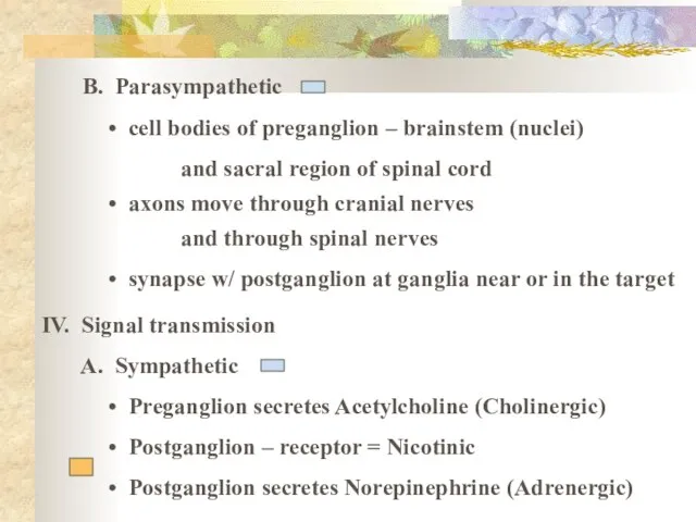 B. Parasympathetic cell bodies of preganglion – brainstem (nuclei) and sacral region
