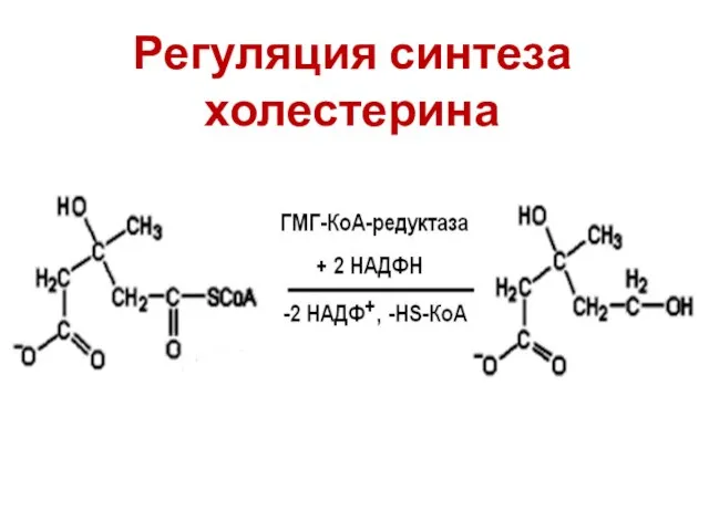 Регуляция синтеза холестерина