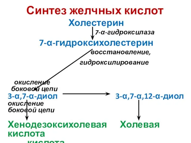 Холестерин 7-α-гидроксилаза 7-α-гидроксихолестерин восстановление, гидроксилирование окисление боковой цепи 3-α,7-α-диол 3-α,7-α,12-α-диол окисление боковой