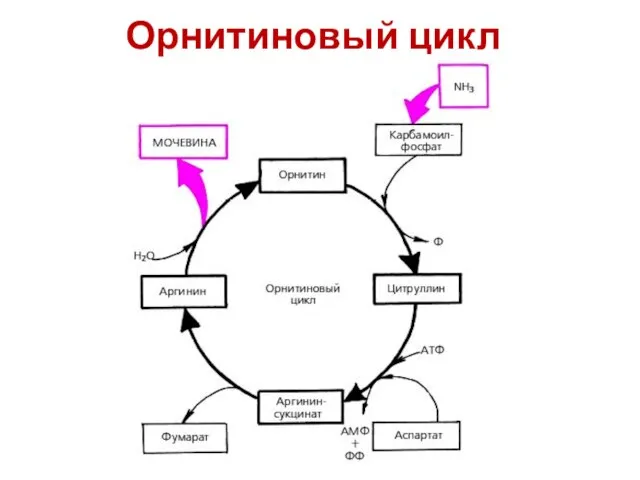 Орнитиновый цикл