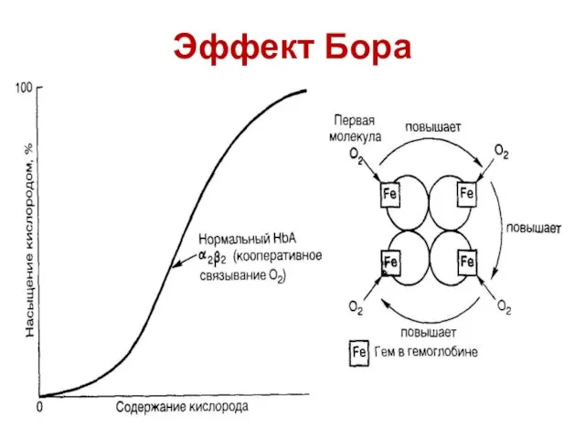 Эффект Бора