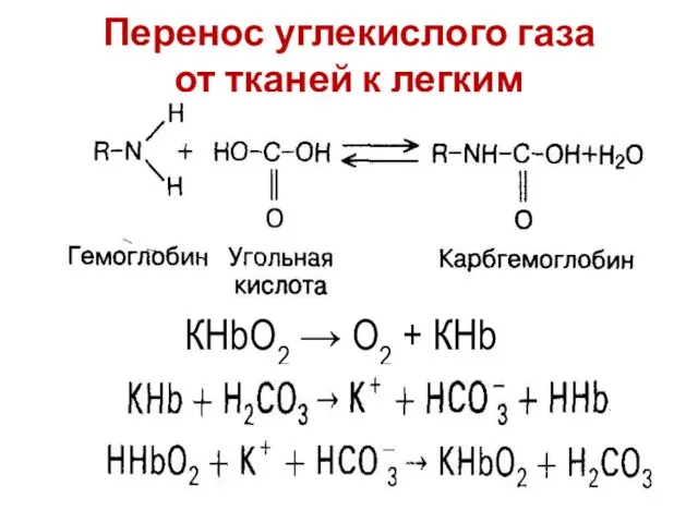 Перенос углекислого газа от тканей к легким КНbО2 → О2 + КНb