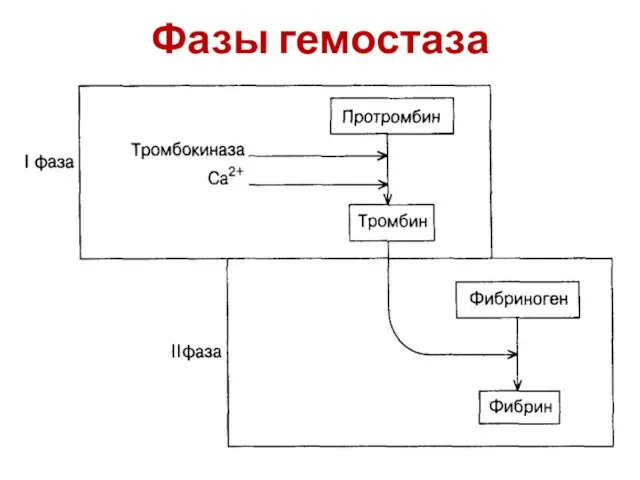 Фазы гемостаза