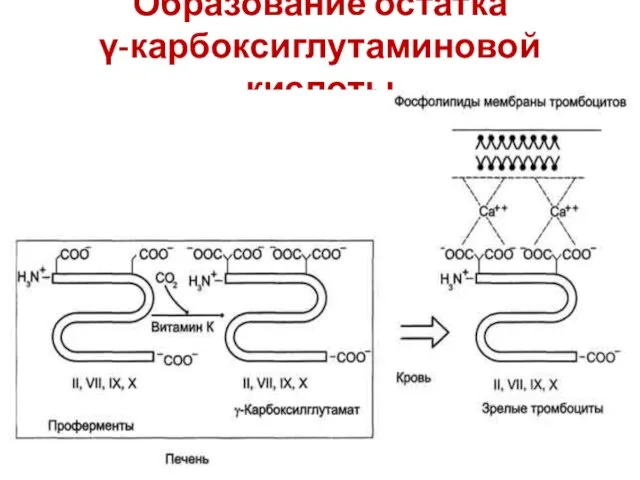 Образование остатка γ-карбоксиглутаминовой кислоты