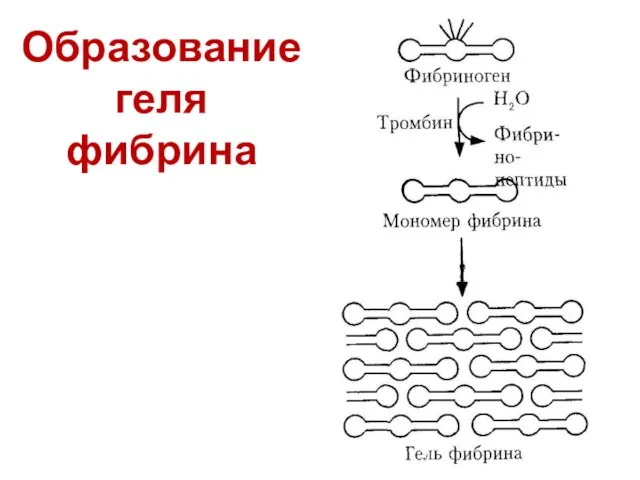 Образование геля фибрина