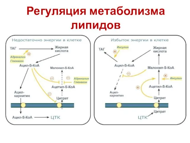 Регуляция метаболизма липидов