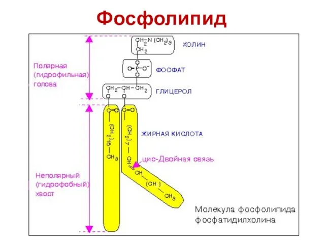 Фосфолипид