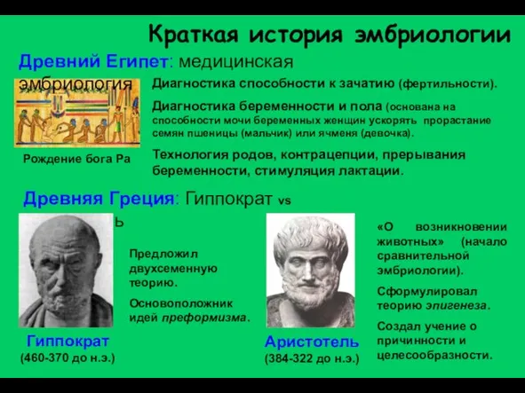 Краткая история эмбриологии Древняя Греция: Гиппократ vs Аристотель Аристотель (384-322 до н.э.)