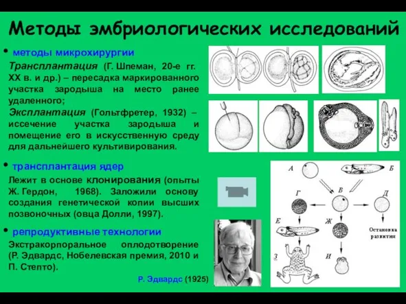 Методы эмбриологических исследований методы микрохирургии Трансплантация (Г. Шпеман, 20-е гг. XX в.