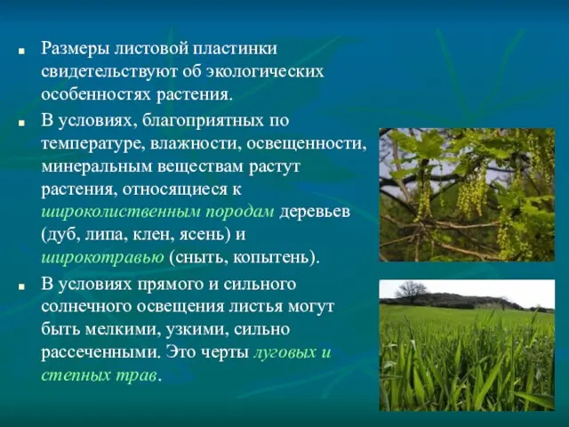 Размеры листовой пластинки свидетельствуют об экологических особенностях растения. В условиях, благоприятных по