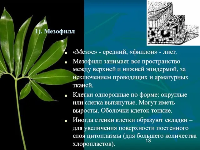 1). Мезофилл «Мезос» - средний, «филлон» - лист. Мезофилл занимает все пространство