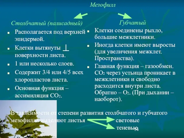 Мезофилл Столбчатый (палисадный) Располагается под верхней эпидермой. Клетки вытянуты поверхности листа. 1