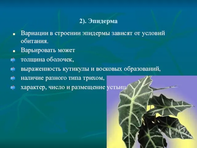 2). Эпидерма Вариации в строении эпидермы зависят от условий обитания. Варьировать может