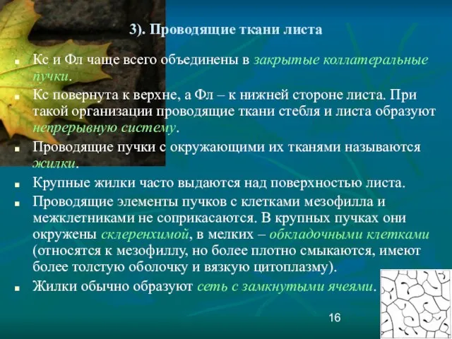 3). Проводящие ткани листа Кс и Фл чаще всего объединены в закрытые