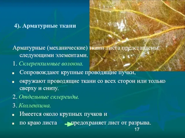 4). Арматурные ткани Арматурные (механические) ткани листа представлены следующими элементами. 1. Склеренхимные