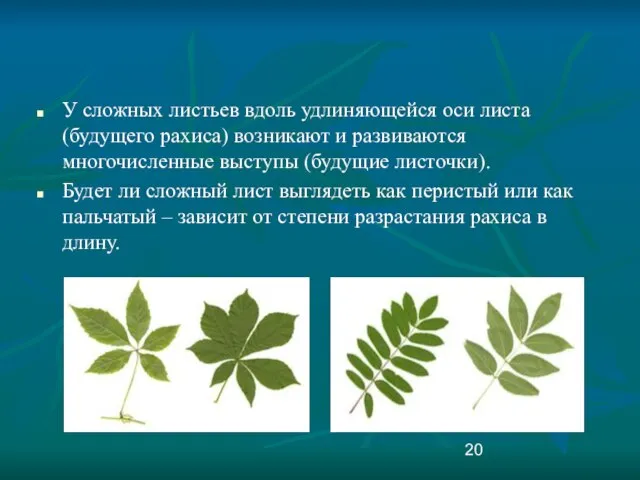 У сложных листьев вдоль удлиняющейся оси листа (будущего рахиса) возникают и развиваются