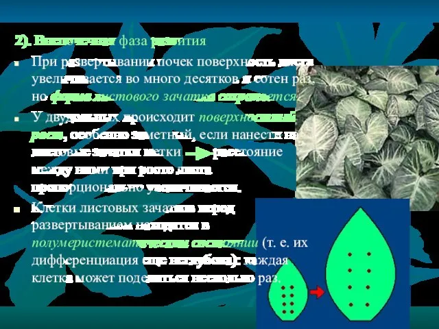 2). Внепочечная фаза развития При развертывании почек поверхность листа увеличивается во много