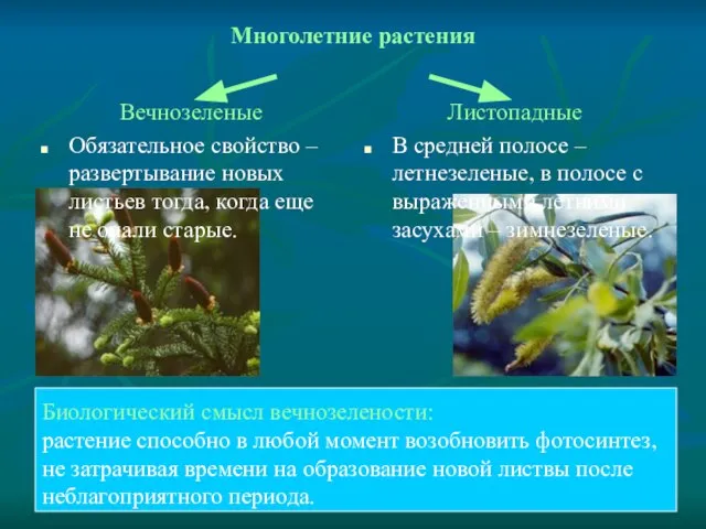 Многолетние растения Вечнозеленые Обязательное свойство – развертывание новых листьев тогда, когда еще