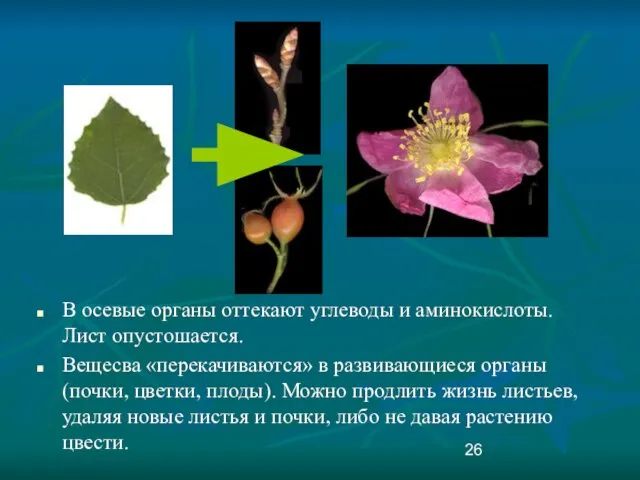 В осевые органы оттекают углеводы и аминокислоты. Лист опустошается. Вещесва «перекачиваются» в