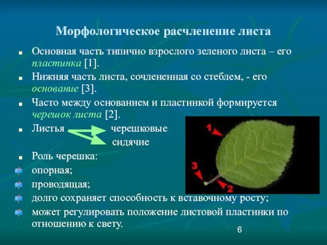 Основная часть типично взрослого зеленого листа – его пластинка [1]. Нижняя часть